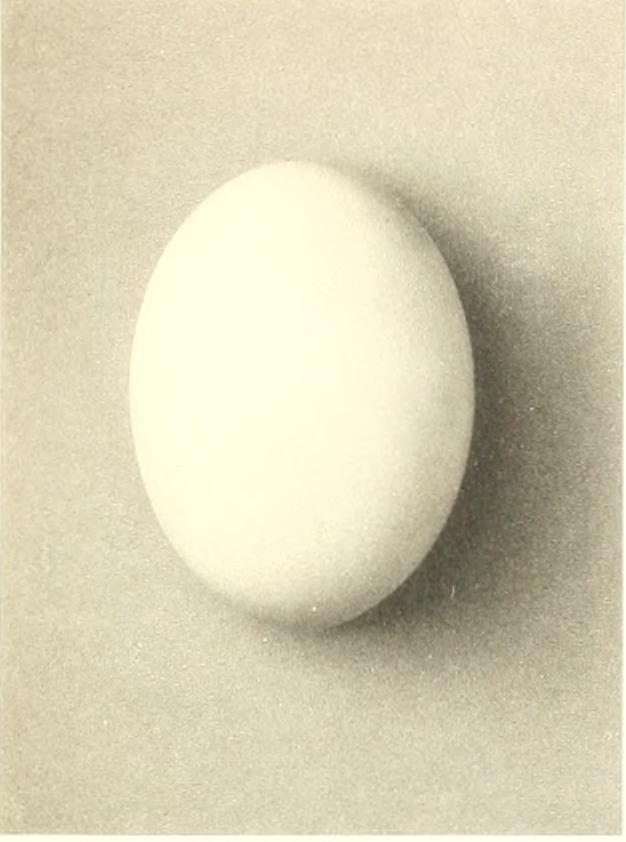 Egg